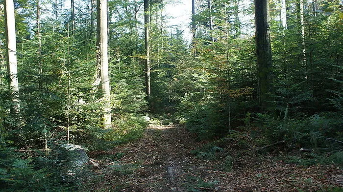 Der Bezirk  besteht zu 70 Prozent aus Wald, nicht jeder ist so gesund wie dieser 