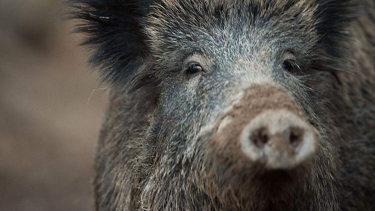 Im Jagdbezirk Bruck gibt es wieder mehr Schwarzwild als in den vergangenen Jahren