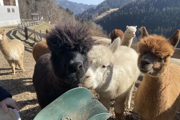 Klicken Sie sich durch die Bilder!