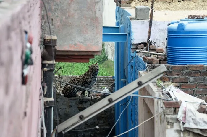 Viele Schaulustige versammelten sich, um einen Blick auf den Leoparden zu erhaschen und behinderten so die Bemühungen, ihn einzufangen. Die Polizei musste mehrere Straßen absperren, um die Menschen fernzuhalten. Die Raubkatze konnte schließlich in die Enge getrieben und ruhig gestellt werden.  