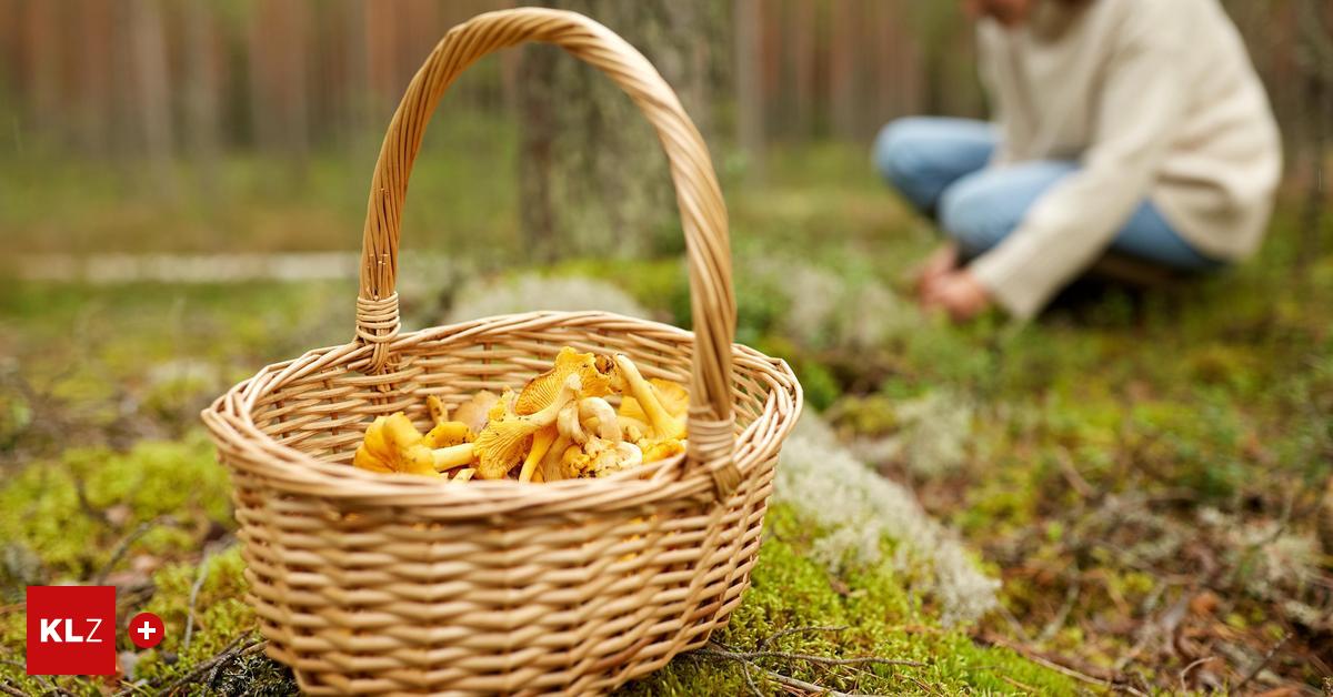 Bark beetles and climate change make for empty mushroom baskets in ...
