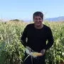 Hermann Steinbauer aus Eitweg bei der händischen Ernte des noch verwertbaren Speisemaises