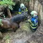 Die Feuerwehrmitglieder beruhigten den jungen Hengst und befreiten ihn aus seiner misslichen Lage