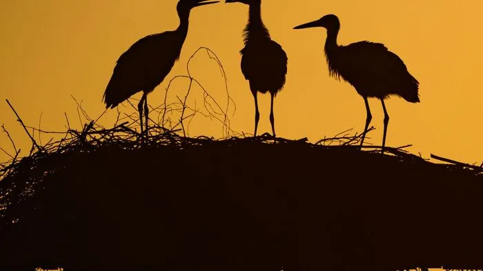 Drei junge Weißstörche am frühen Morgen