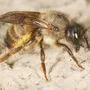 Rote Mauerbienen: Frühlingsboten sind wieder unterwegs