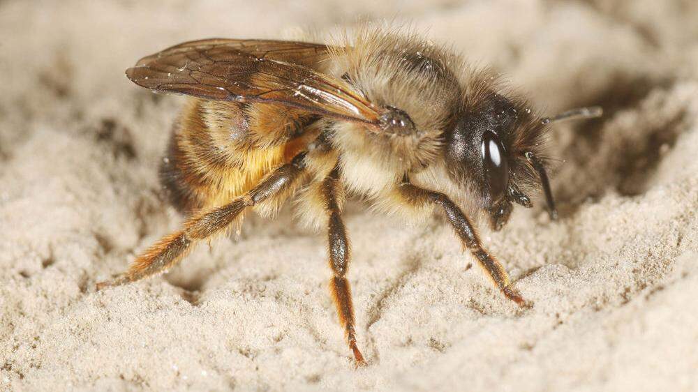 Rote Mauerbienen: Frühlingsboten sind wieder unterwegs