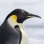 Ein Königs-Pinguin verirrte sich an die West-Küste von Australien.