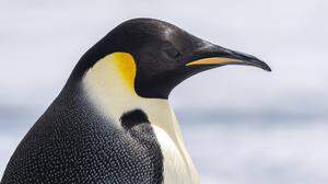 Ein Königs-Pinguin verirrte sich an die West-Küste von Australien.