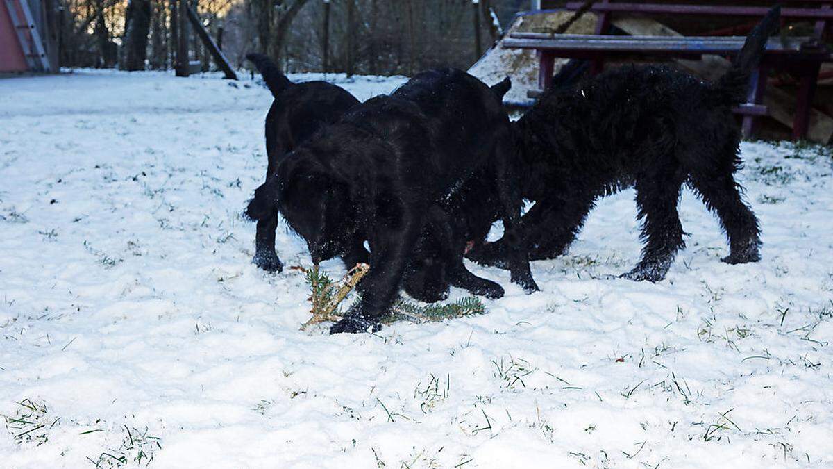 Beim Toben im Winter fressen Hunde gerne einmal Schnee