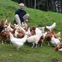 Christian Rothwangl und seine Hühner fühlen sich in Kapfenberg wohl