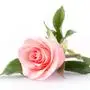 pink rose flower on white background