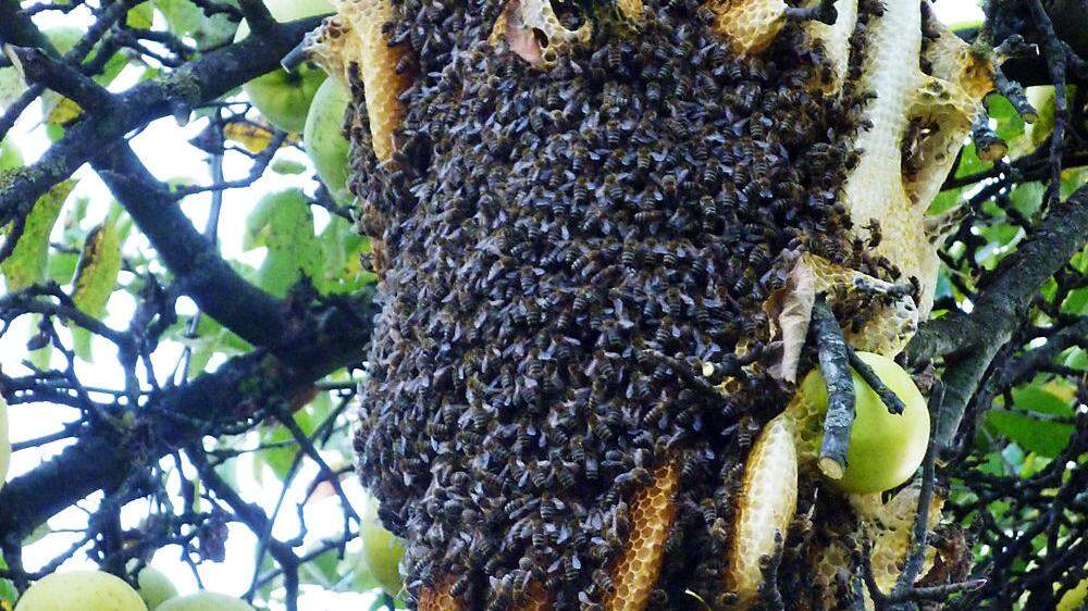 Der „Wildbau“ der Bienen im Baum