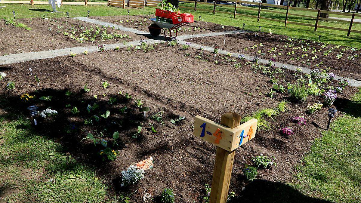 Im Stadtteil Fischl gibt es einen Gemeinschaftsgarten