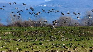 Vögel fliegen über einer Wiese und landen | Vogelinvasion im Naturschutzgebiet bei Grado