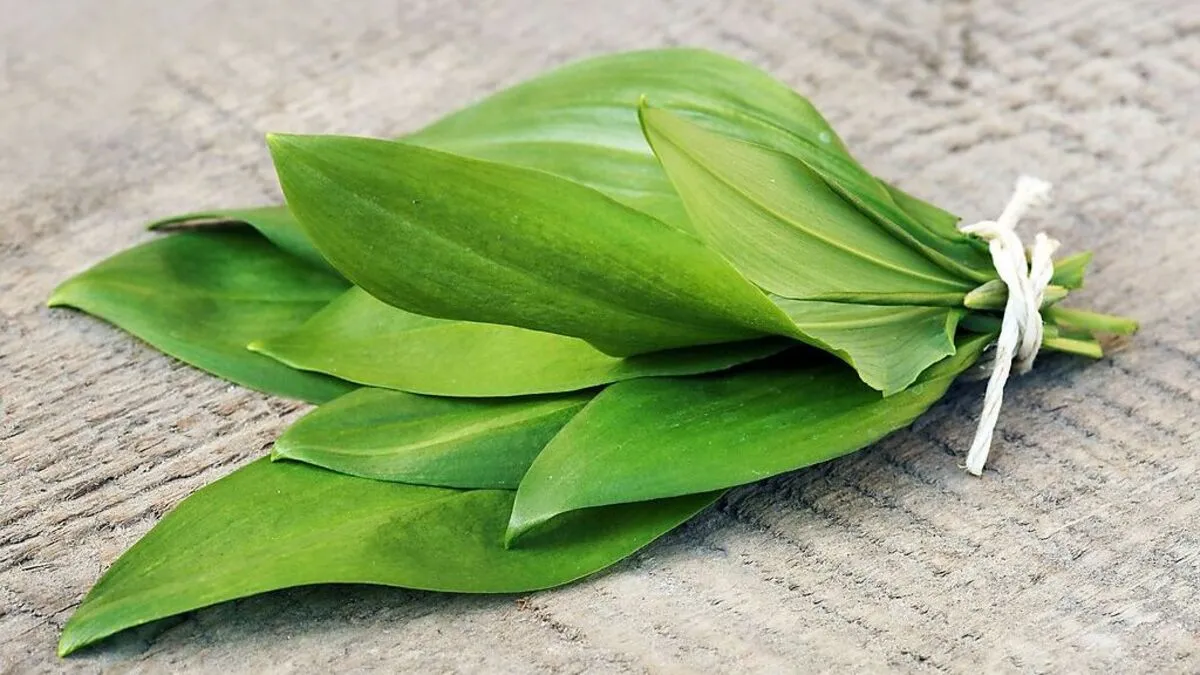 Der Bärlauch hat giftige Doppelgänger