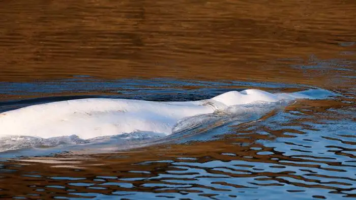 In den vergangenen Tagen war ein Beluga-Wal immer wieder in der Seine gesichtet worden. Normalerweise ist die Spezies in arktischen Meeresgewässern anzutreffen.