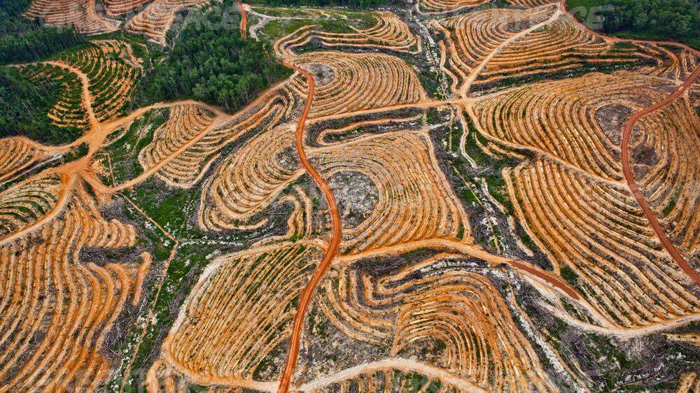 Angelegte Palmöl-Plantage auf Borneo