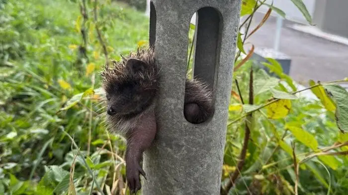 Wie der Igel in das Rohr geraten war, ist nicht bekannt