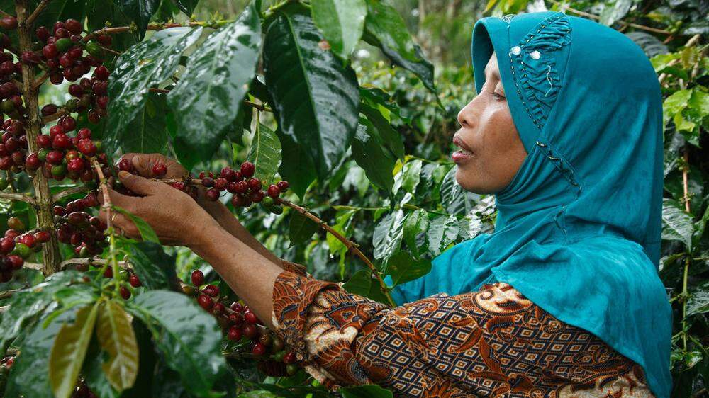 Eine Frau in Indonesien erntet Kaffee