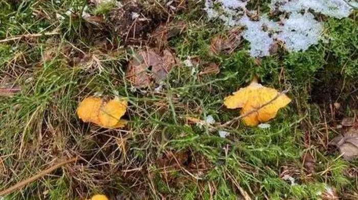 Eierschwammerl im Winter: Dieser Überaschungsfund gelang unserem Leserreporter Johannes Brünner Anfang Jänner in einem Mürzzuschlager Wald. 