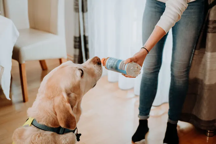 Sammy kann Gegenstände wie Wasserflaschen bringen, wenn es seinem Frauchen schlecht geht.