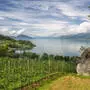 Norway, Vestland, Village on shore of Hardangerfjord with vineyard in foreground, RJF00915