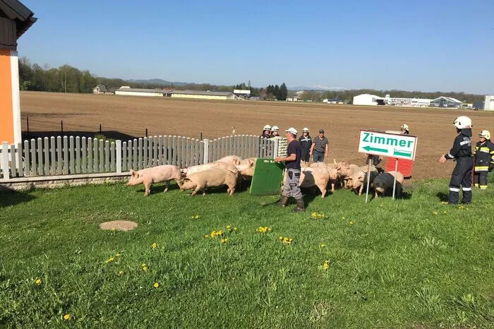 Dutzende Tiere wurden wieder eingefangen.