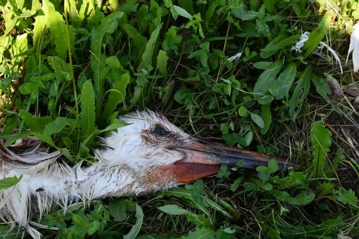 In einer Wiese nahe dem Horst in Stallhofen wurde das tote Tier entdeckt