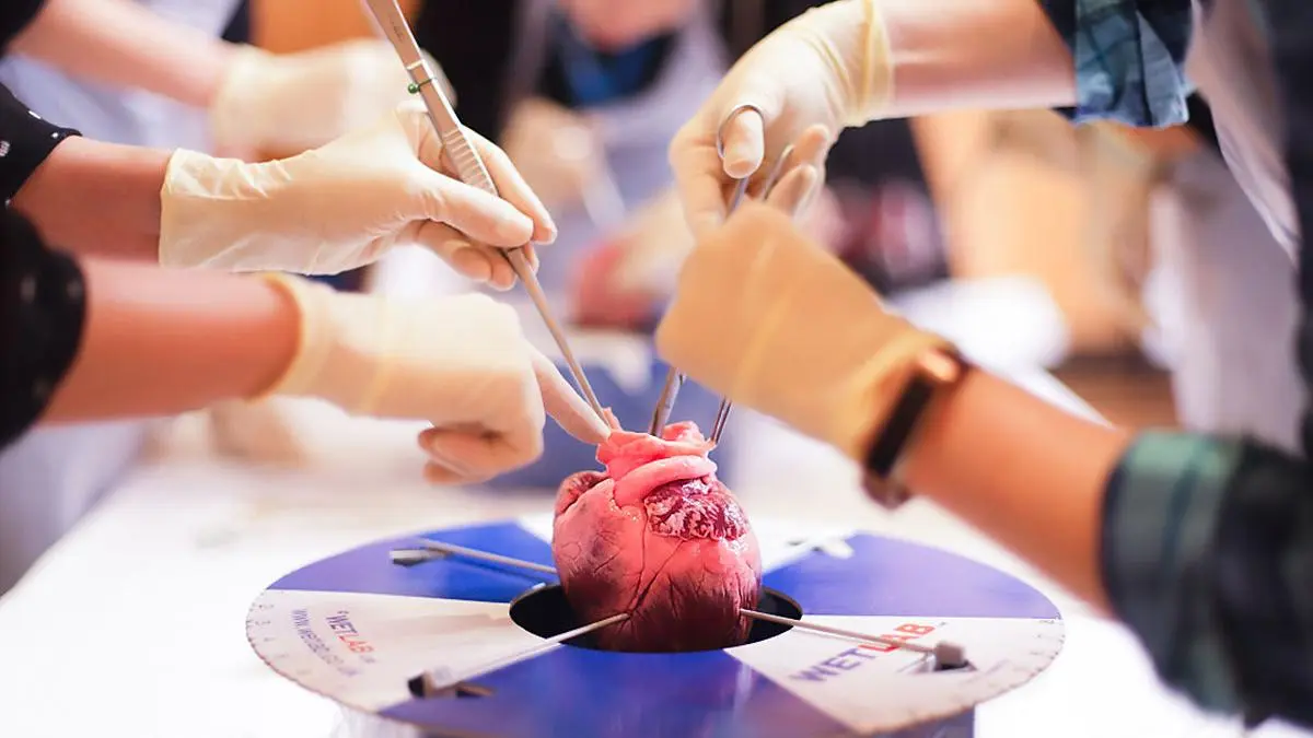 BILD zu OTS - Implantation einer Herzklappenprothese am Modell, 