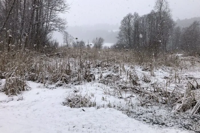 Derzeit ist der Teich noch komplett zugefroren.