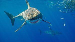 In Australien kommt es immer wieder zu Haiattacken