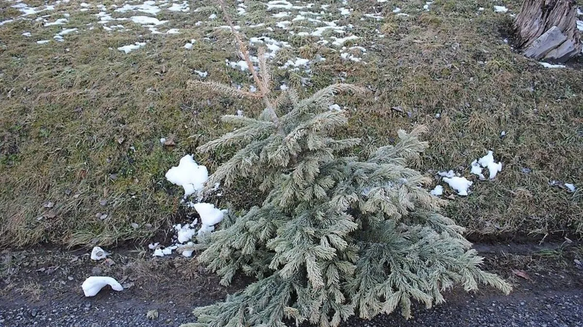 Die Christbäume müssen frei von Lametta sein