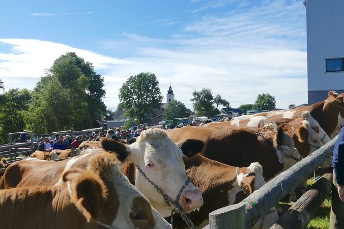 Höhepunkt war der traditionelle Ägydi-Zentralviehmarkt mit Vieh-Versteigerung, der immer wieder zahlreiche Besucherinnen und Besucher anlockt.