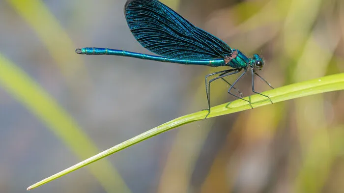 Blauflügel Prachtlibelle