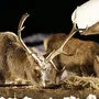 Rotwildfütterungen brauchen die Zustimmung von Jagdausübenden und Grundbesitzer