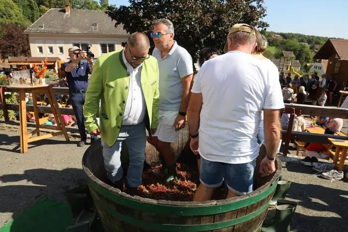 Höhepunkt des Festes ist das gemeinsame Austreten der Trauben, wie es noch vor Jahrzehnten üblich war.