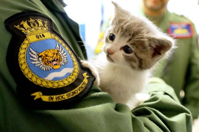Das Glück ist jedenfalls auf Tiggers Seite, aber das reichte Spoors Männern nicht. Der kleine Dienstpfötling musste ja schließlich irgendwo in Birmingham einen Besitzer haben. Und den galt es zu finden, natürlich in militärisch konsequenter Art und Weise. Deshalb befohl der Kommandant seinen Männern hochoffiziell, die Operation Tigerkatze zu starten. Allen Beteiligten war sofort klar, dass es sich hier nicht um eine Übung handelt, und sie legten sich entsprechend kräftig ins Zeug. Über soziale Medien versuchen sie nun, das eigentliche Zuhause ihres jüngsten Katzmeraden zu finden.