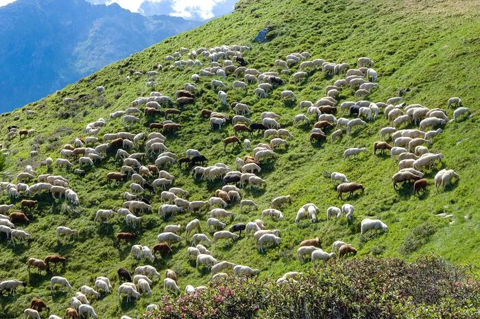 Schafzucht als Chance für die Landwirtschaft