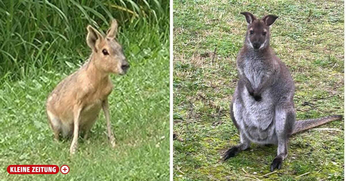 Kangaroo Charly and a Pampas hare roam through southeast Styria