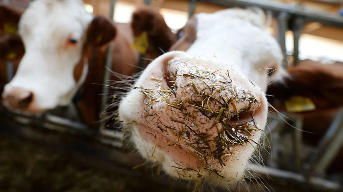 Im Stall kam es am Mittwoch zur Kuhattacke