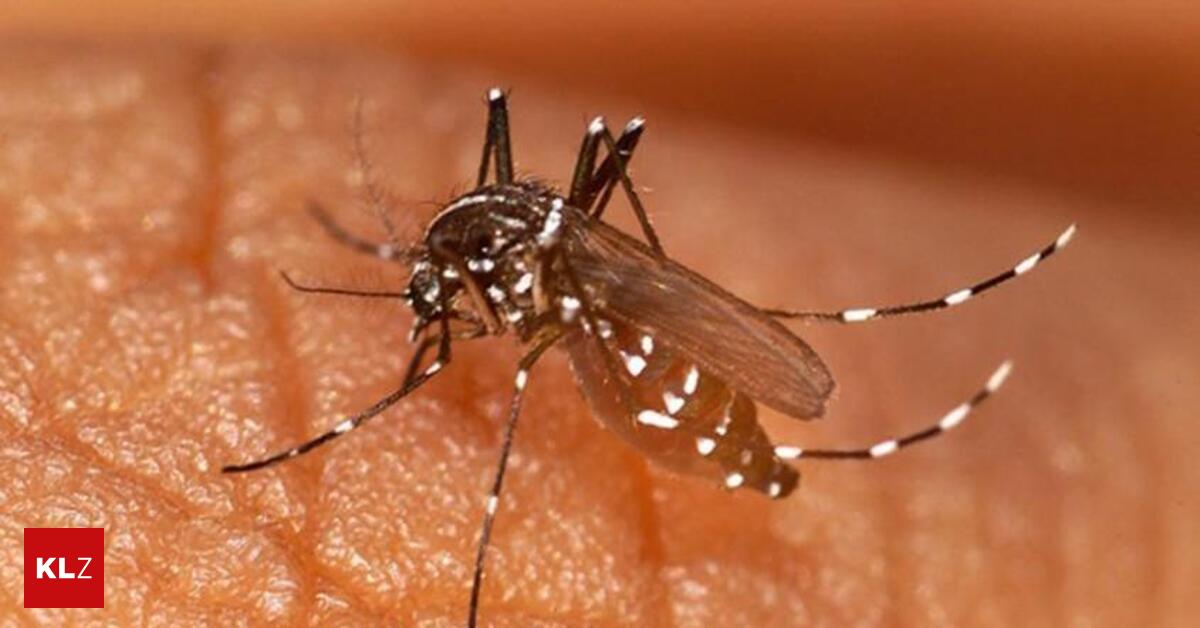 Graz-verzehnfacht-heuer-Einsatz-steriler-Tigerm-cken-M-nnchen