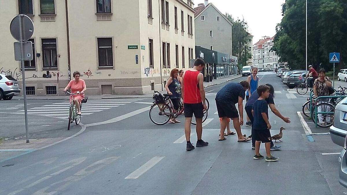 Hilfe für Entenfamilie in Not