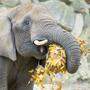 Eine Tierpflegerin gab den Elefanten den Spitznamen „Laubsauger auf vier Beinen“