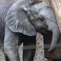  Elefanten-Mädchen &quot;Kibali&quot; mit sieben Monaten