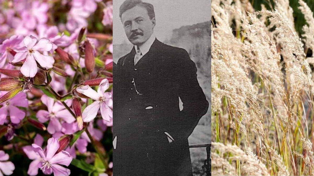  Fritz Lemperg kultivierte das Silberährengras &quot;Achnatherum calamagrostis&quot;. Nach ihm wurde auch ein Seifenkraut benannt
