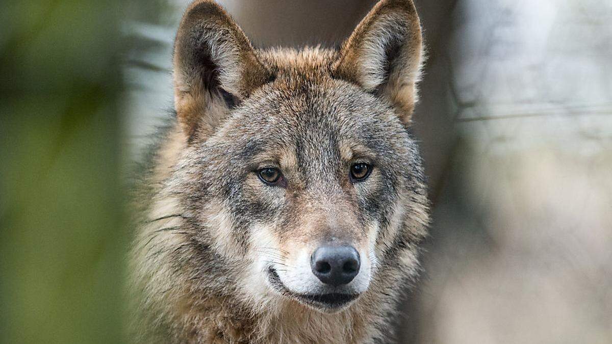 Ein Wolf, aufgenommen in einem deutschen Wildpark