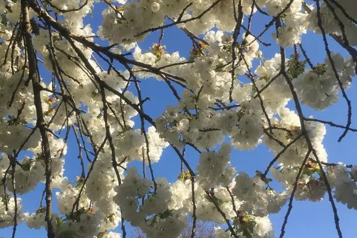 Die Blüten im Garten von Margreth Rebernig aus Klagenfurt verbreiten Frühlingsstimmung.  