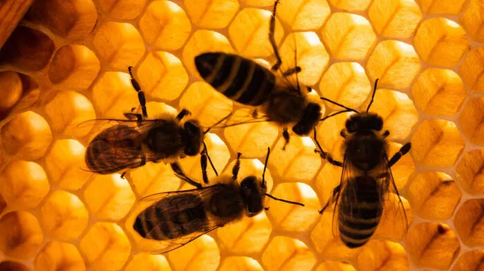Bienen auf Wabe