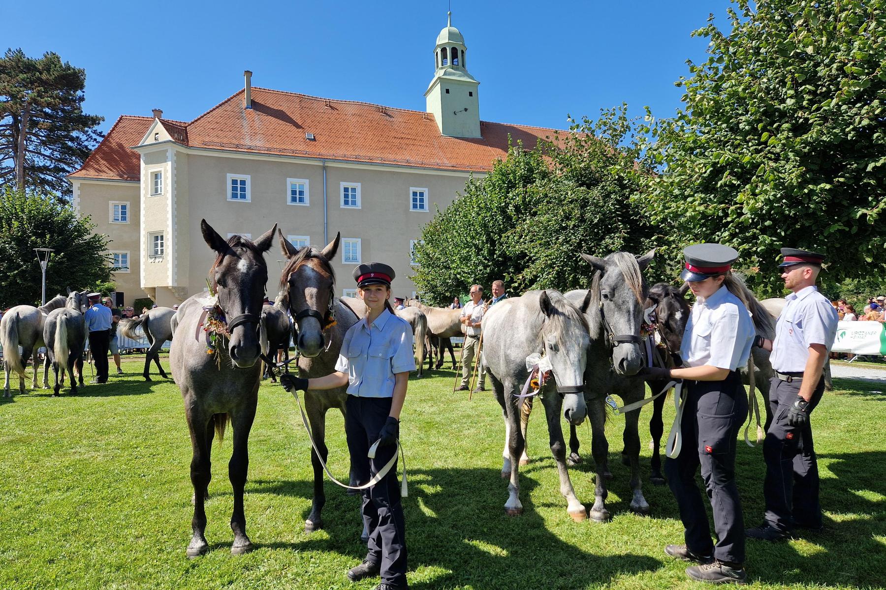 Noch ein Monat: Der Lipizzaner-Almabtrieb lockt wieder die Massen an 