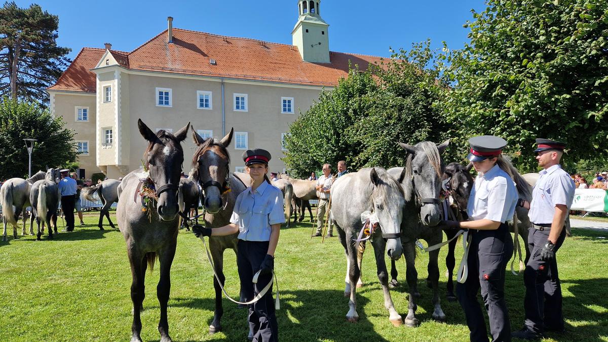 Am 7. September wandern die Junghengste wieder publikumswirksam von der Alm nach Maria Lankowitz (Foto), Köflach und später Piber